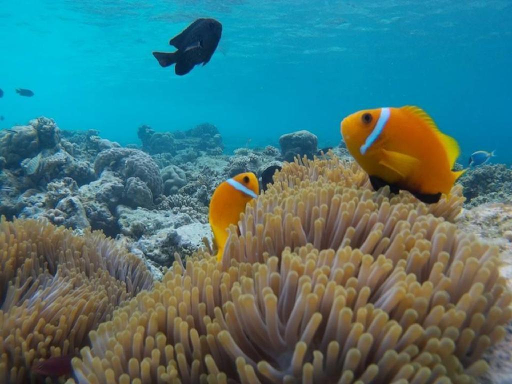 Hotel Ci-Ritorno View Maafushi Zewnętrze zdjęcie